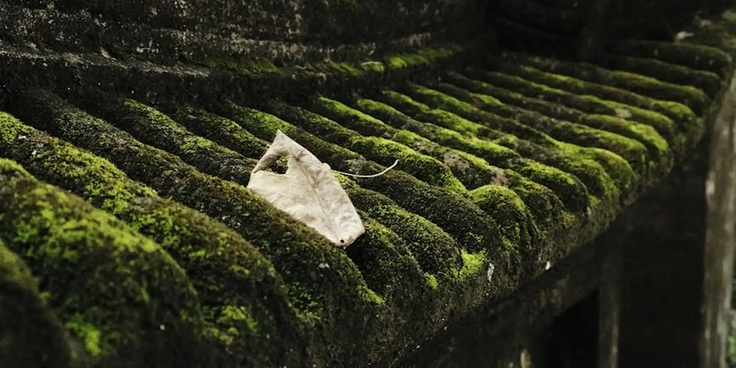 Close-up view of dense green moss growing on ridged asphalt roof shingles.