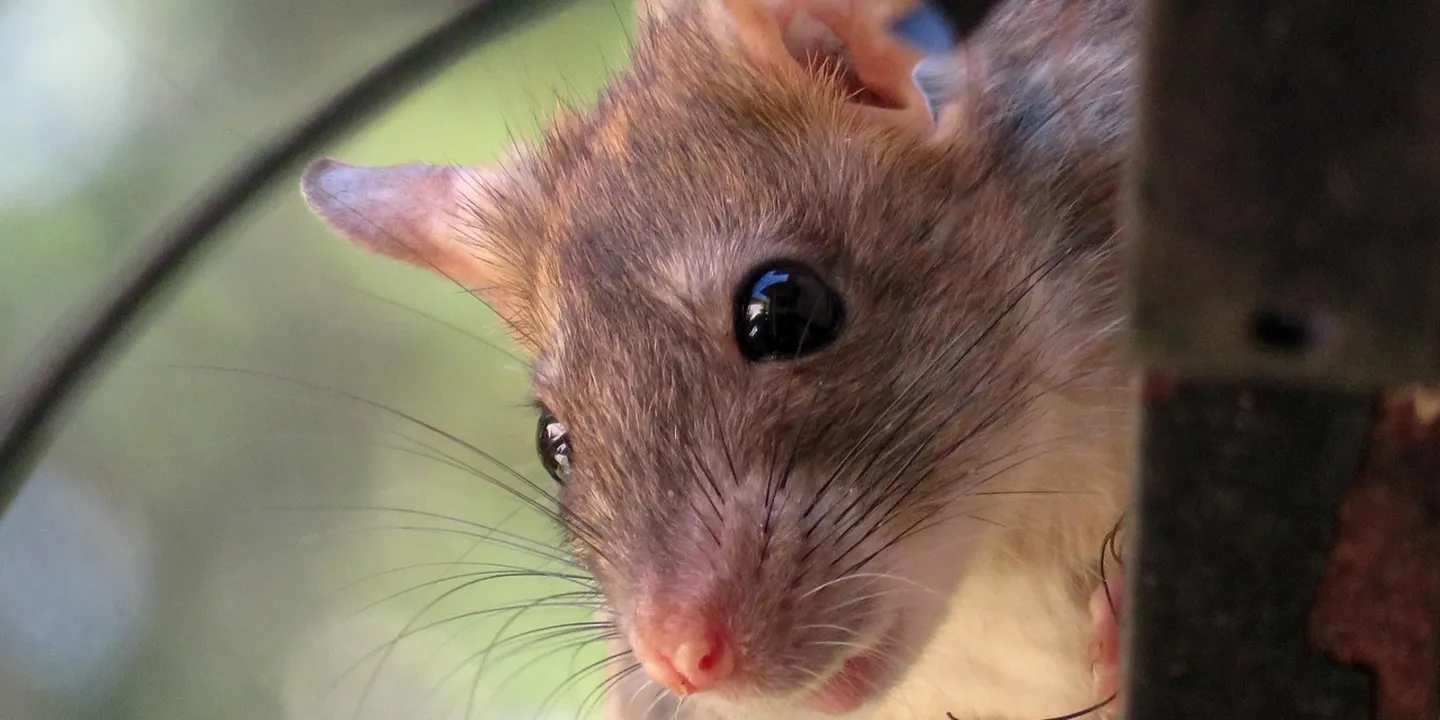 Close-up of a brown roof rat peering from an attic opening, with long whiskers and a pink nose.