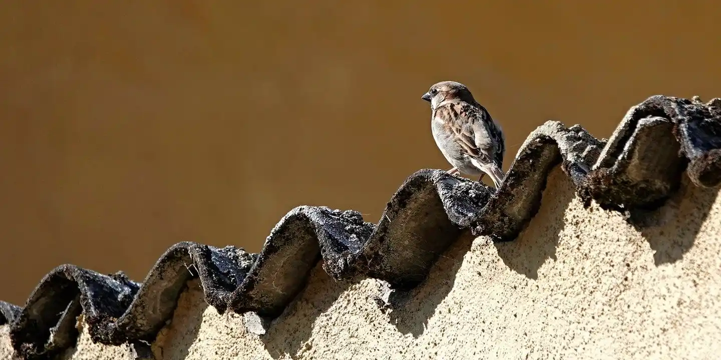Small brown bird perched on curved roof tiles at the edge of a residential roof, highlighting vulnerable junctions.