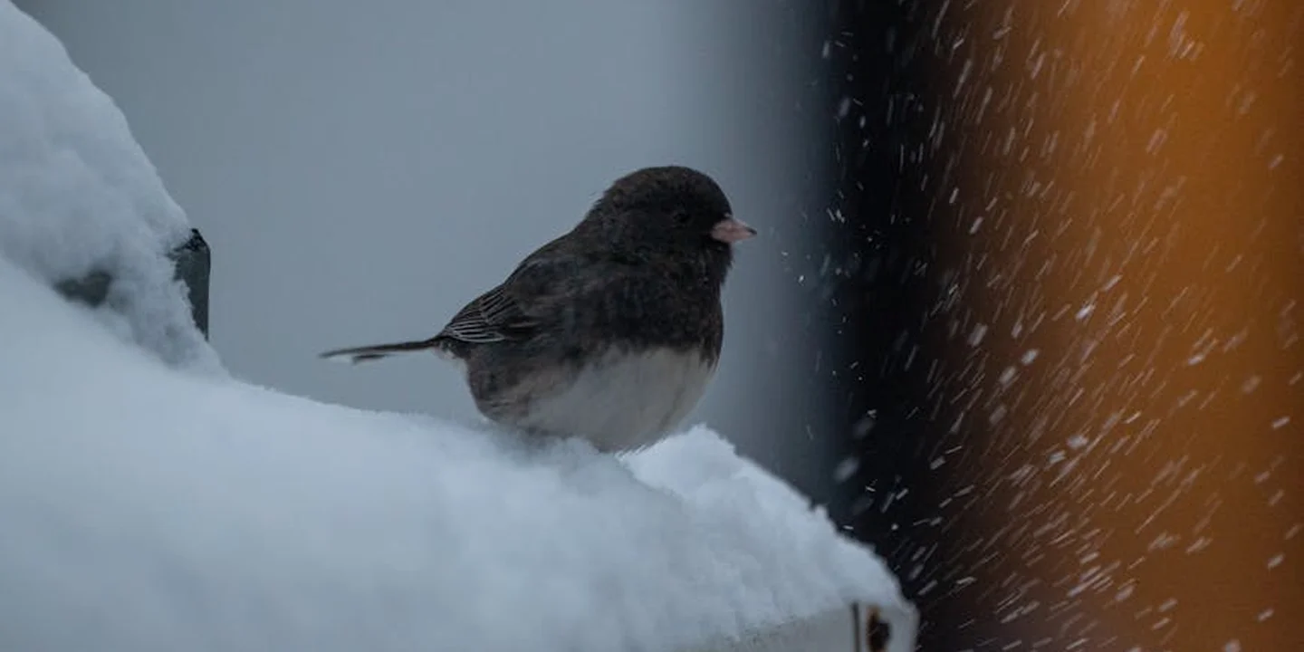 A small dark bird perched on a snow-covered roof edge with falling snow, illustrating winter roof drainage considerations.
