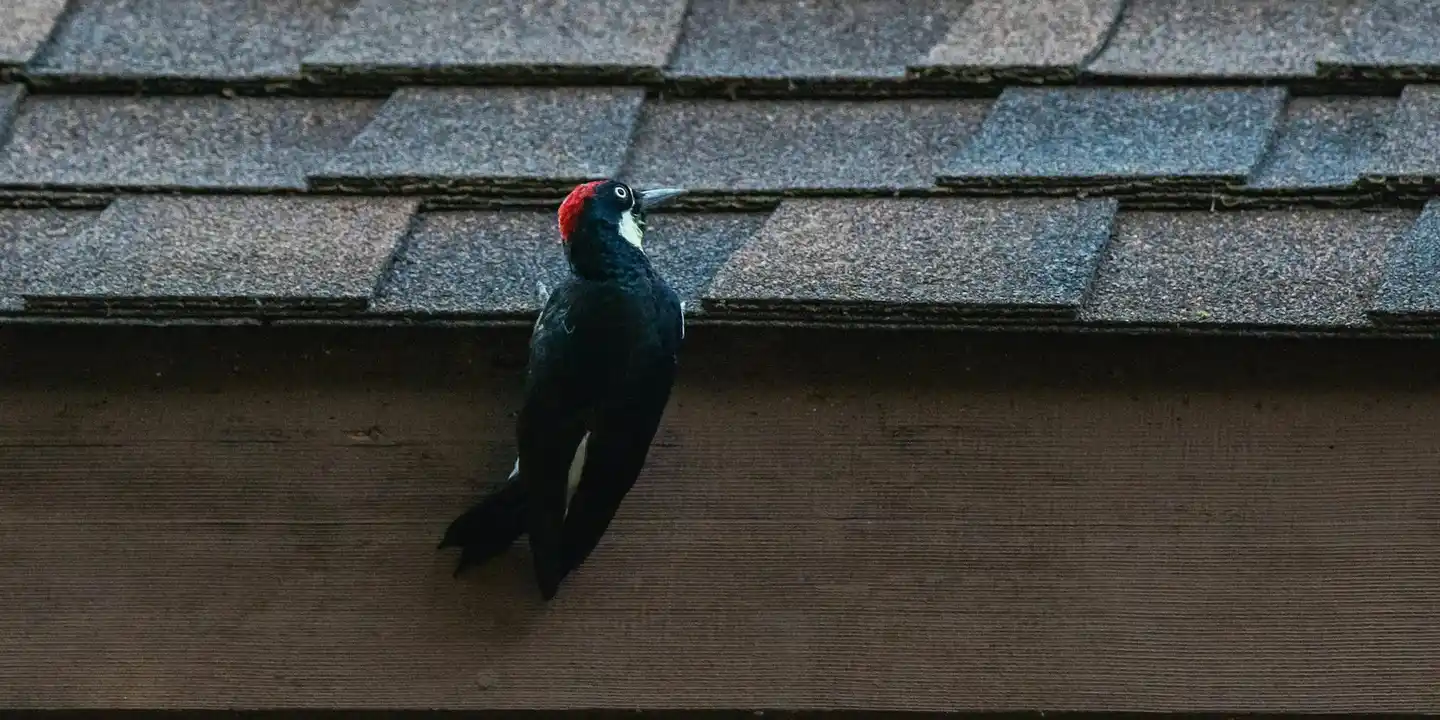A black bird with a red head perched on a weathered shingled roof.
