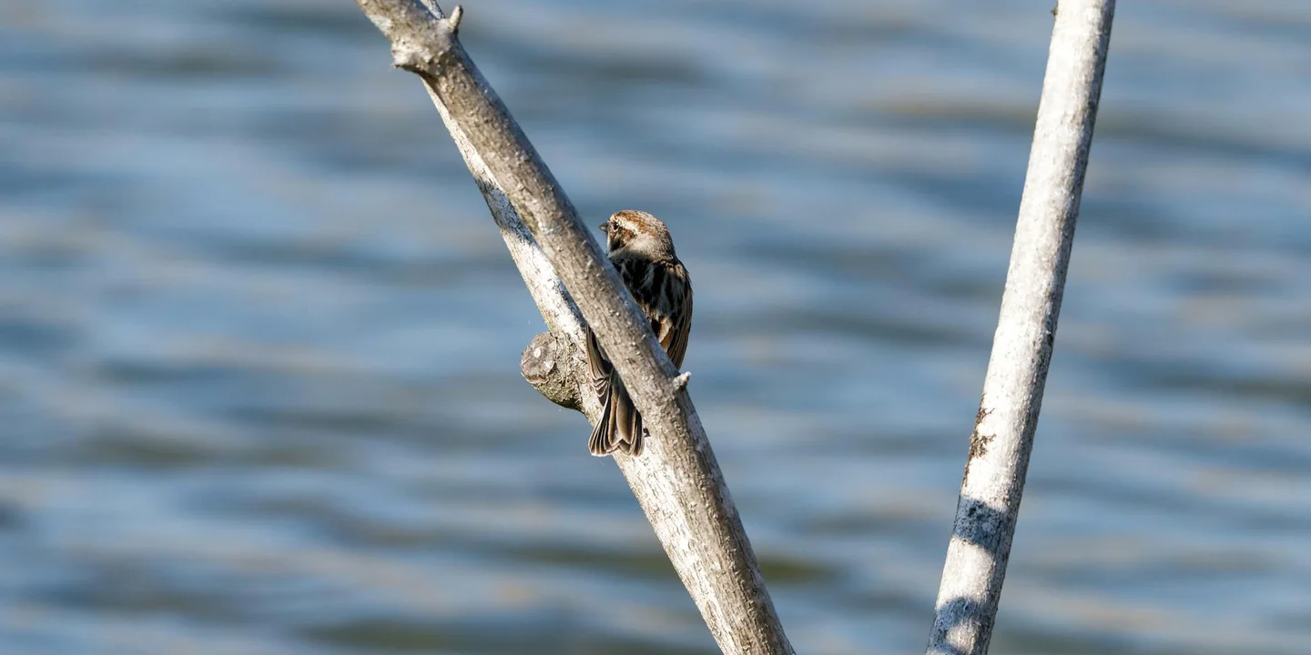 Small brown bird perched on a bare branch with a blurred blue water background.