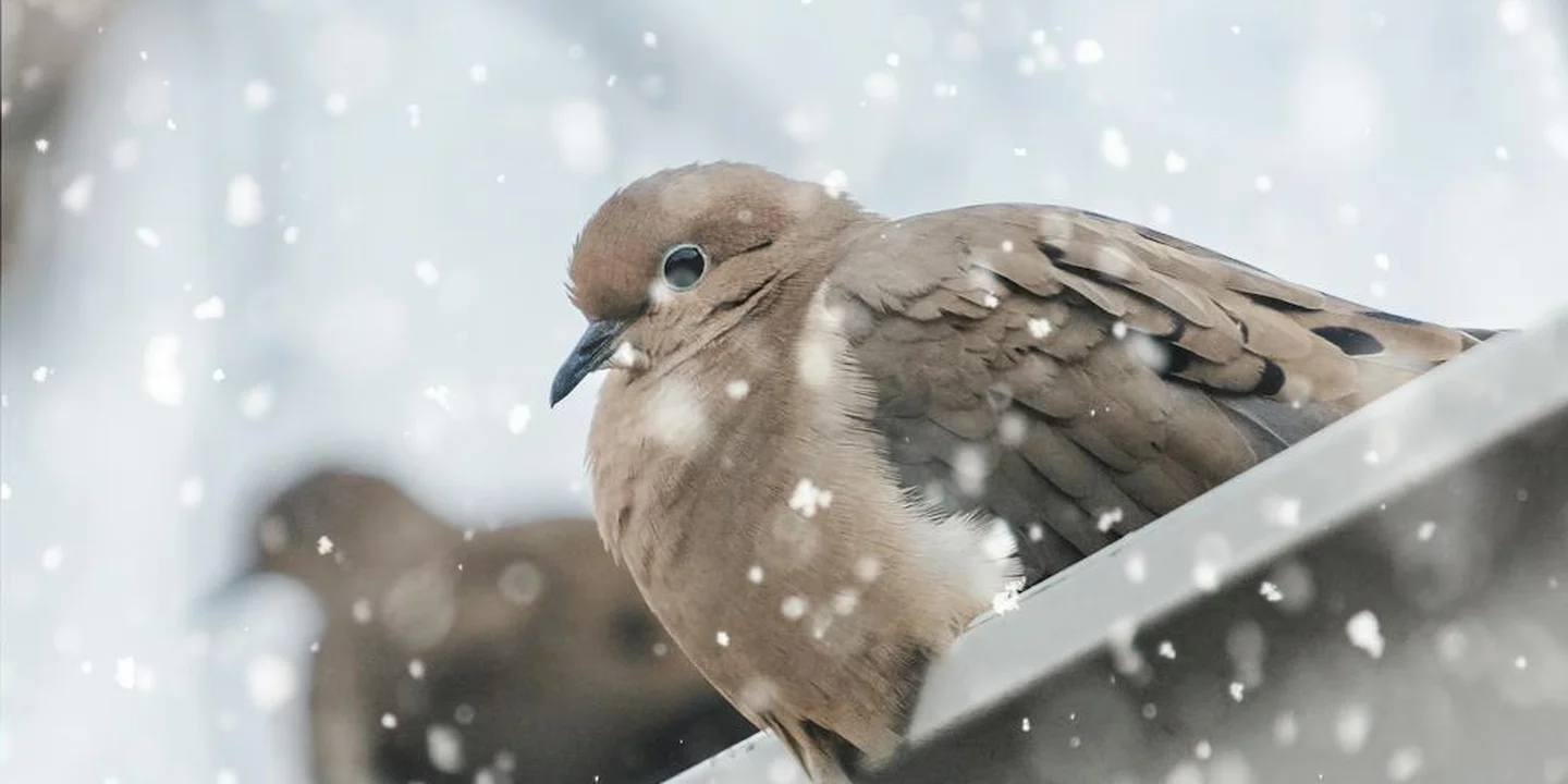 Two brown birds perched on a snow-covered roof near a gutter guard, with falling snow.