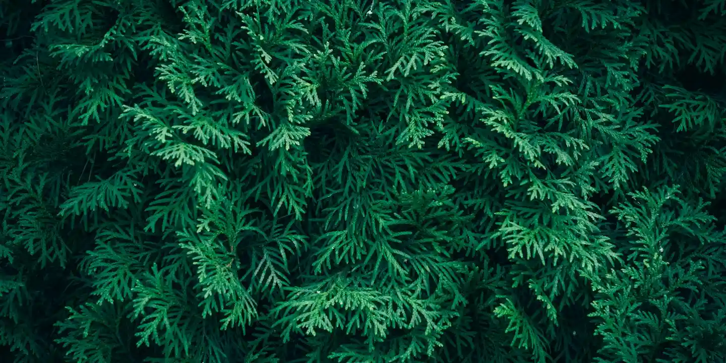 Close-up of dense evergreen cedar needles