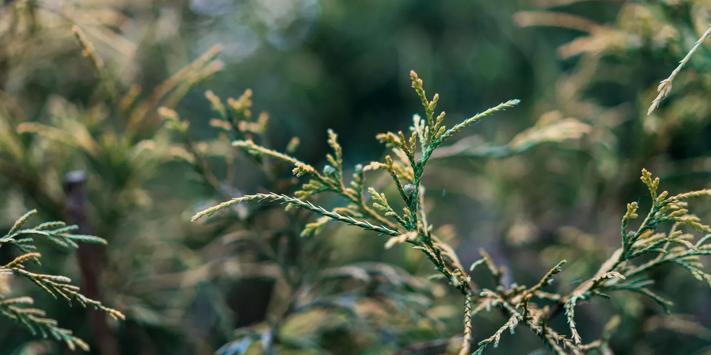 Close-up of cedar branches and needles