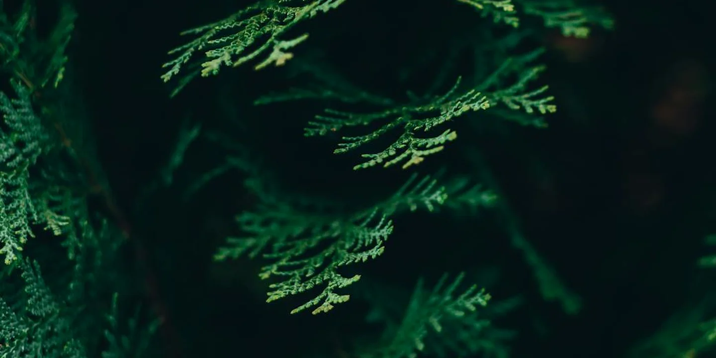 Close-up of green cedar branches and needles