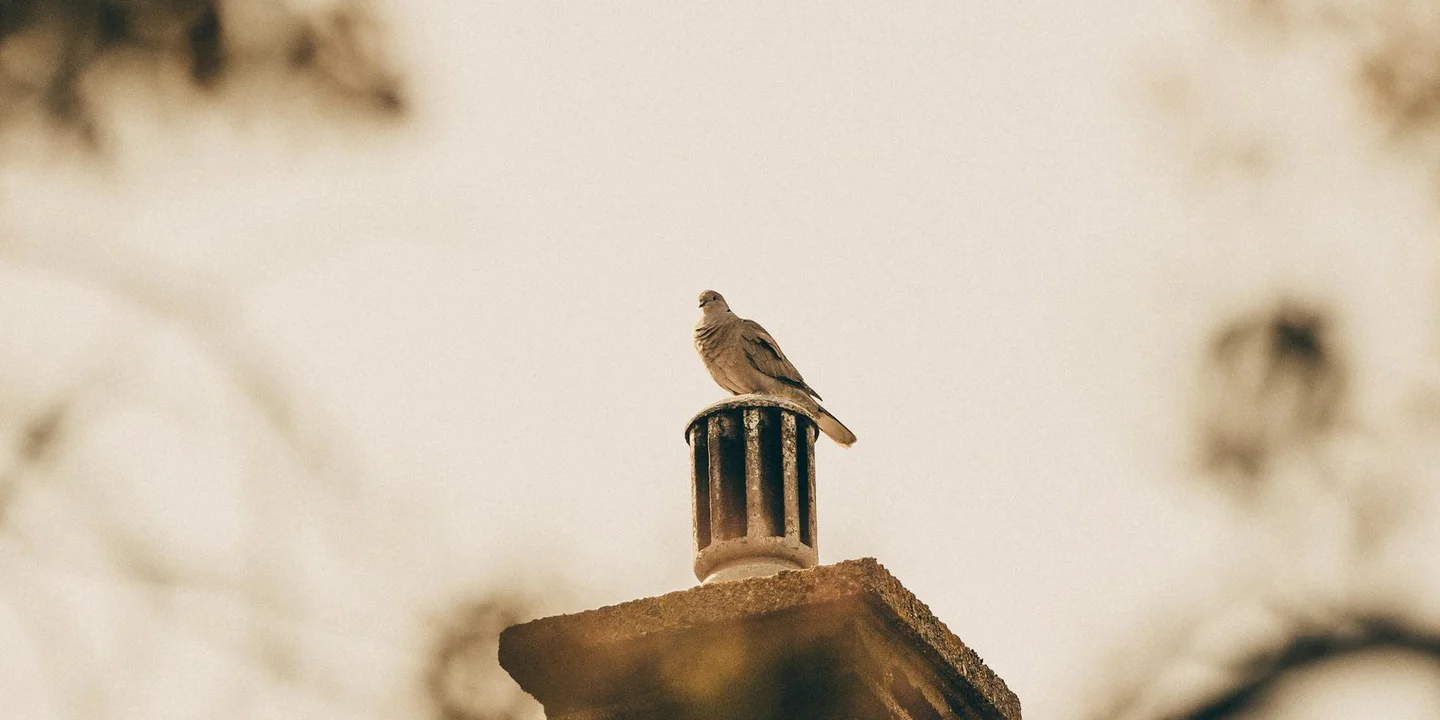 Sepia-toned image of a small bird perched on a chimney cap on a sloped roof.