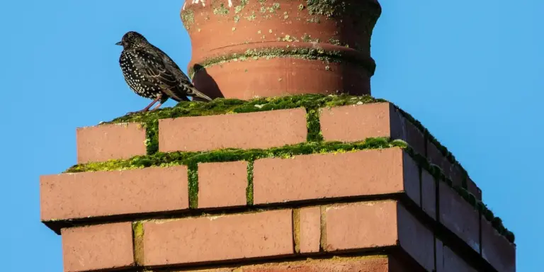 Bird perched on a moss-covered brick chimney on a roof with a clear blue sky in the background