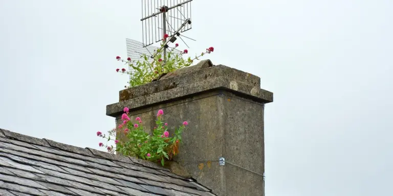 Chimney on a sloped roof with a metal vent and pink flowers growing around its base