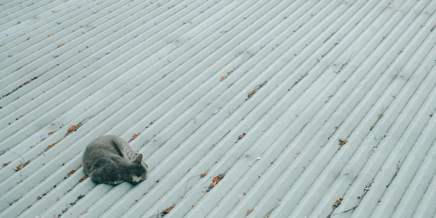 Small gray mouse resting on a corrugated metal roof