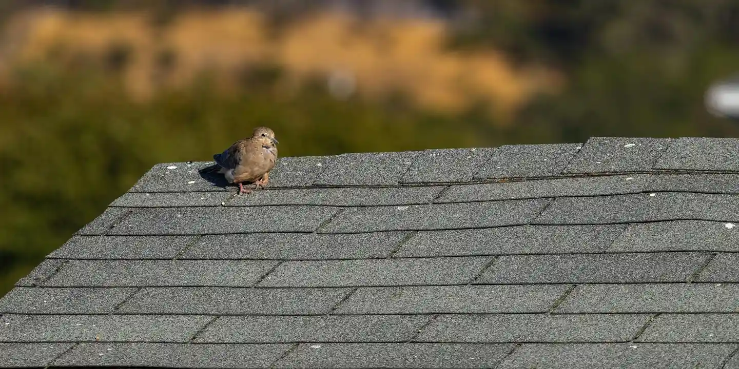 Small bird perched on a gray asphalt shingle dormer roof with a blurred natural background.