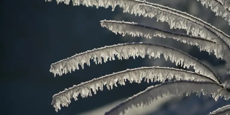Frost-covered roof edge with long icicles hanging down