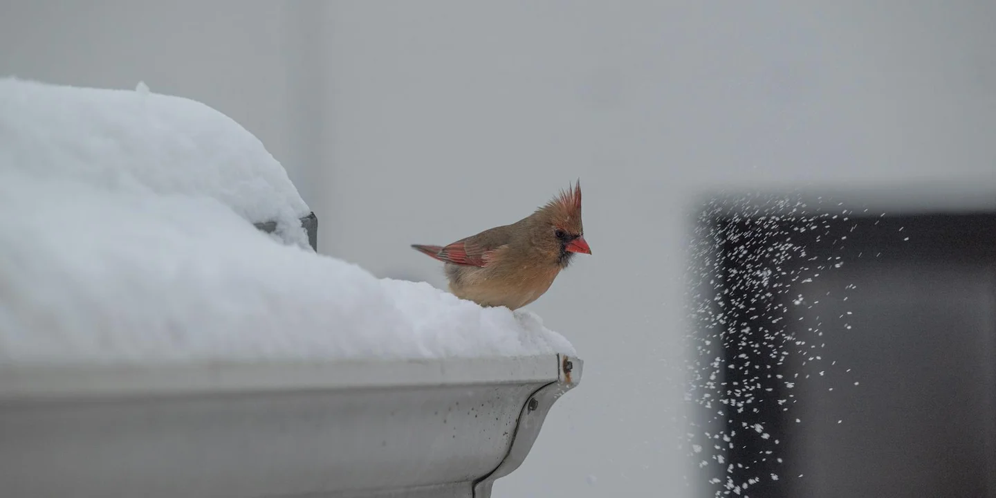 Snow-covered roof edge with a small bird perched on the gutter, illustrating the connection between gutters and the roof.