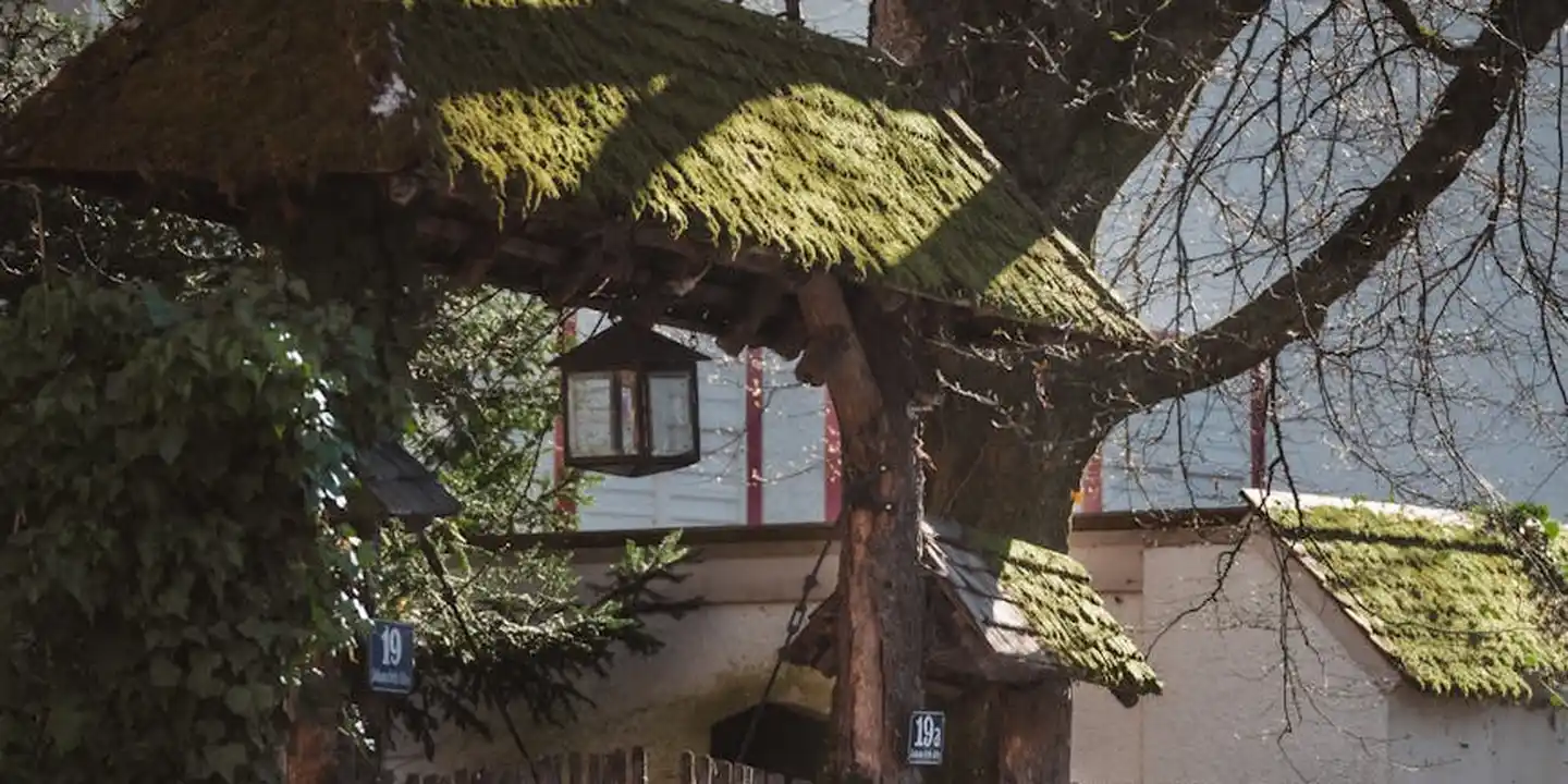 Moss-covered asphalt roof shingles with a rustic building in the background.