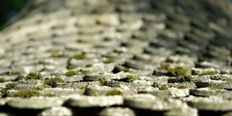 Close-up of moss growing on asphalt roof shingles, illustrating a mossy roof surface