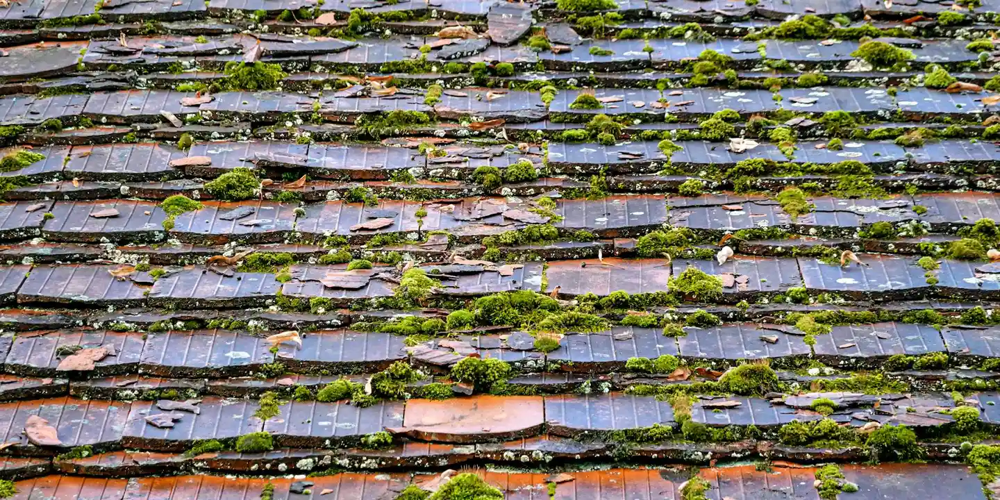 Steep residential roof with dark shingles and green moss growing between them.