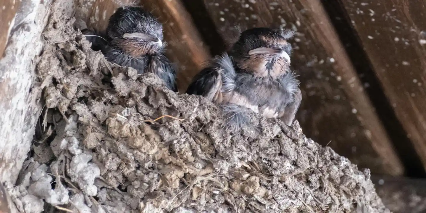 Two young birds perched in a mud nest attached to a roof eave