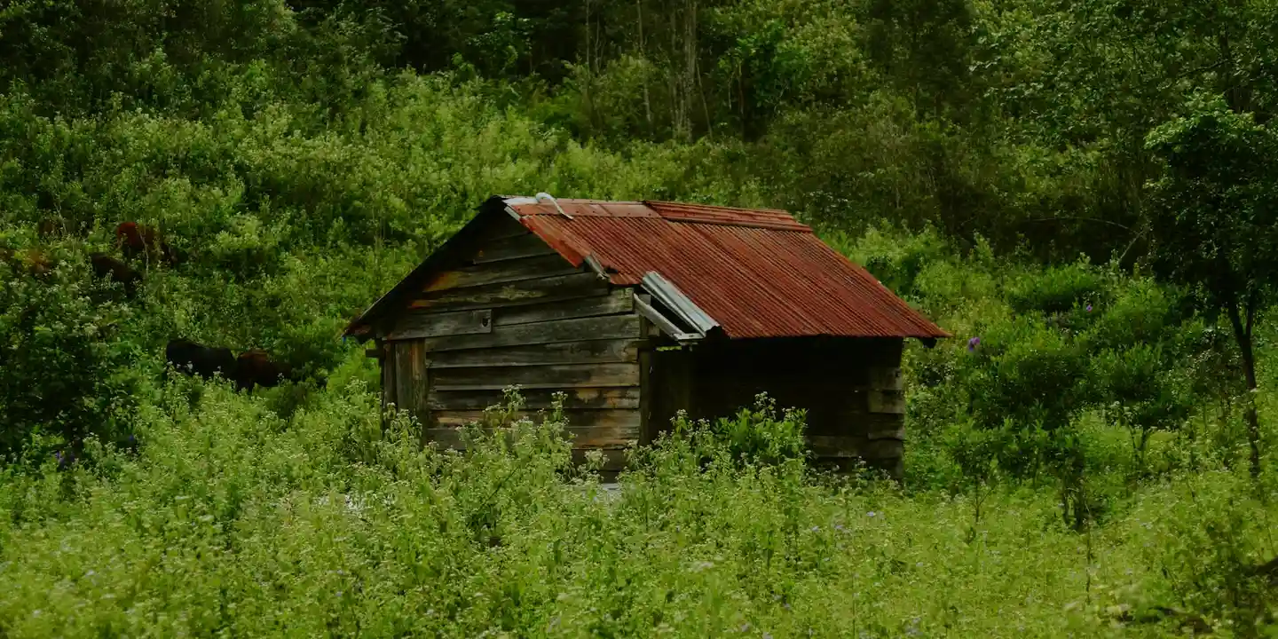 A rural wooden shed with a rusty metal roof surrounded by tall greenery.
