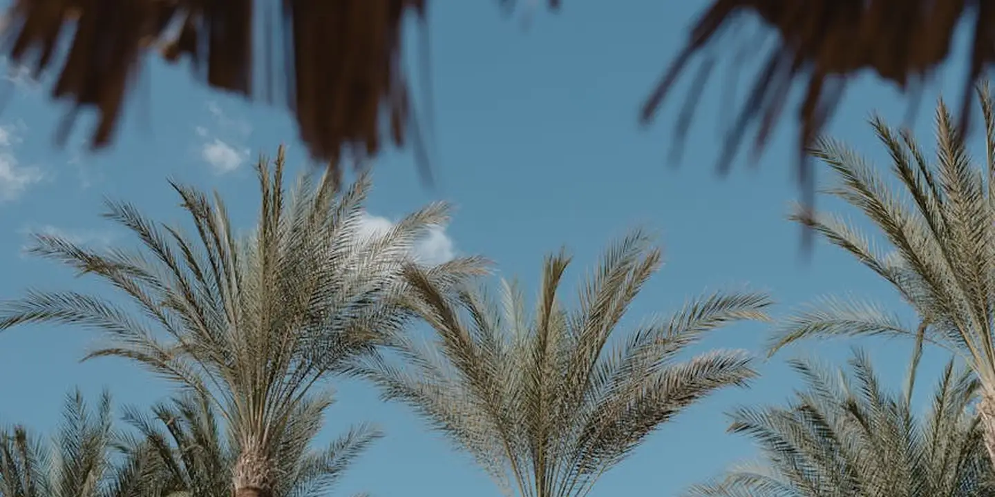 Palm trees with thatched-looking fronds against a clear blue sky.