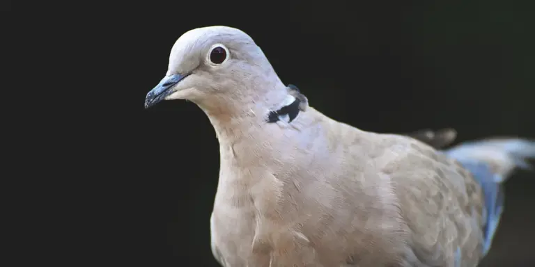 Close-up of a light-colored pigeon perched on a residential roof