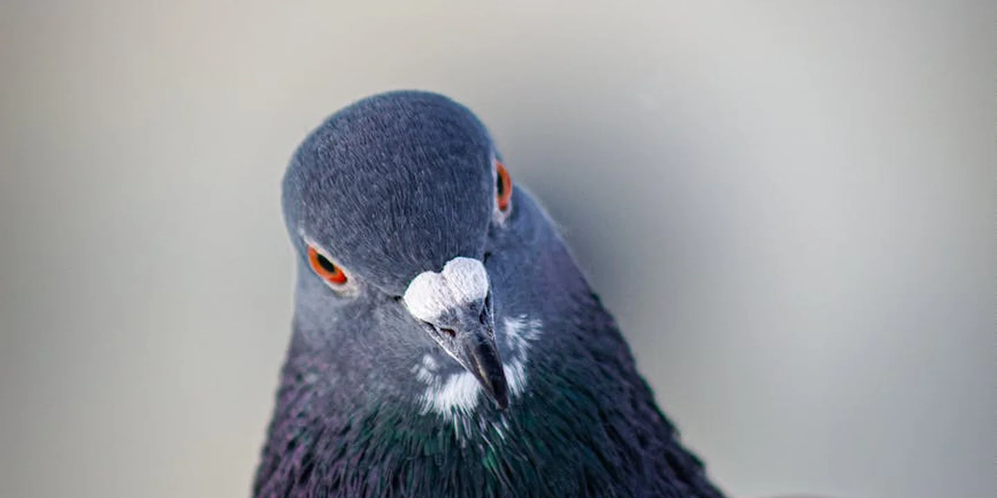 Close-up of a pigeon’s head with iridescent neck feathers, looking toward the camera
