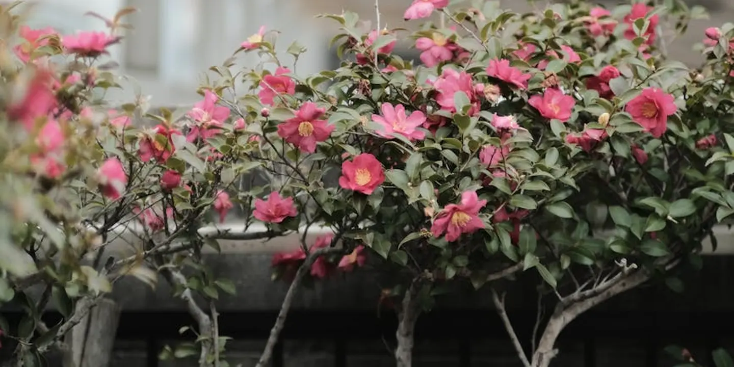 Pink roses blooming along a garden bed with green leaves and a blurred structure in the background.