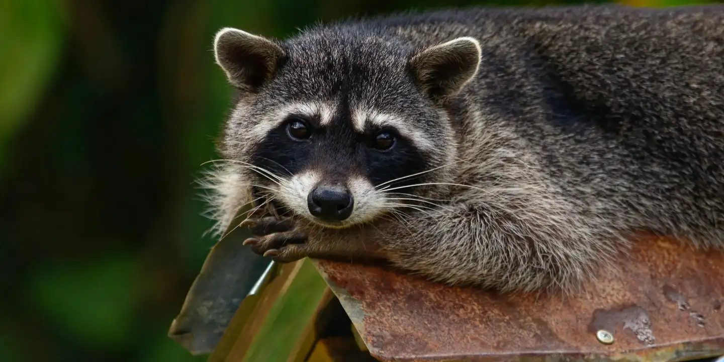 Close-up of a raccoon resting on a rusted roof tile, looking toward the camera.