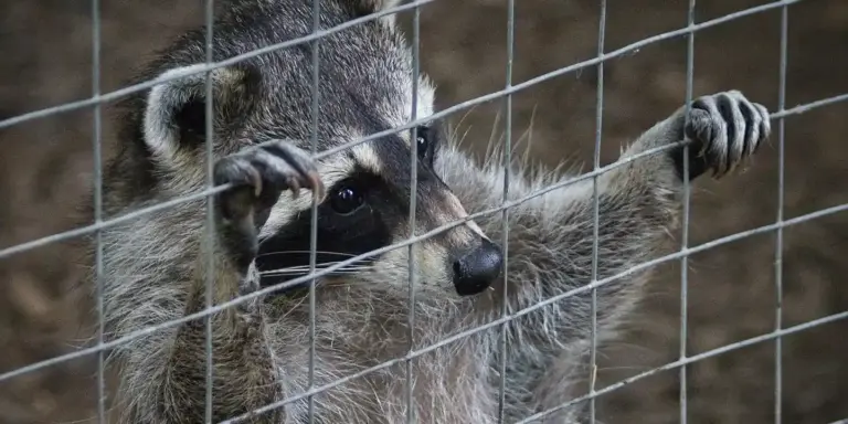 Close-up of a raccoon peering through a wire fence.