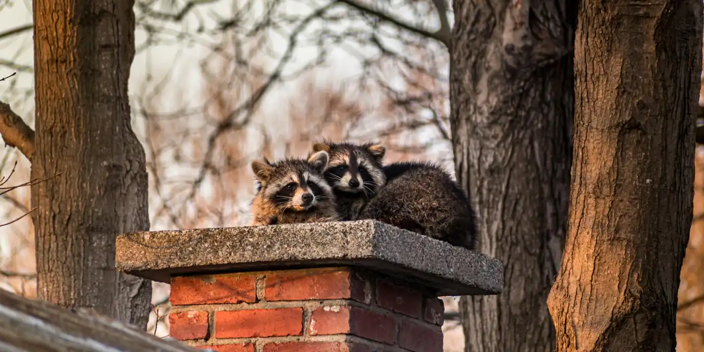 Two raccoons perched on a brick roof ledge among tree trunks.
