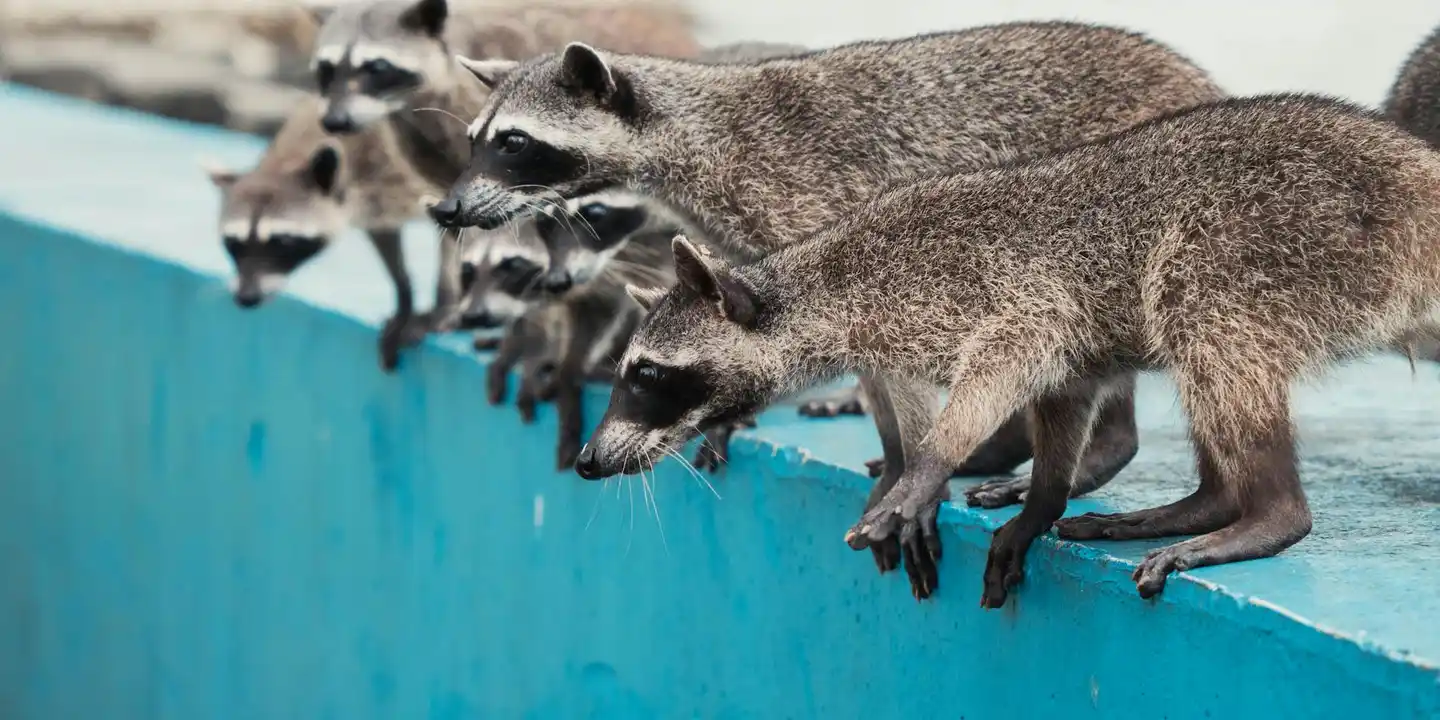 Three raccoons perched along the edge of a bright blue roof, looking alert and ready to move.