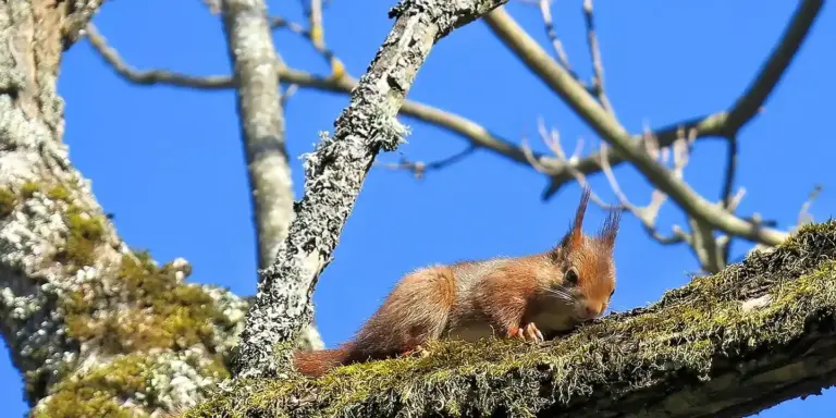 Red squirrel perched on a moss-covered tree branch against a bright blue sky.