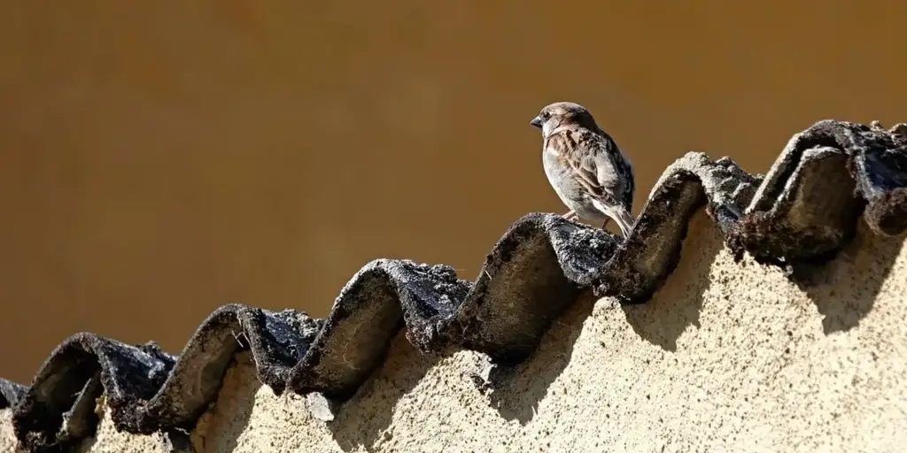 How Do I Keep Birds from Building Nests on My Roof? A Roofer’s Guide to Safe, Humane Deterrents