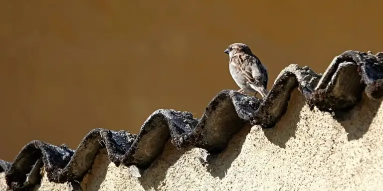 Small brown bird perched on the edge of a weathered tiled roof.
