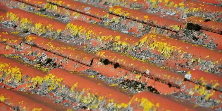 Close-up of orange roof tiles with yellow lichen and cracks, showing wear and potential damage.
