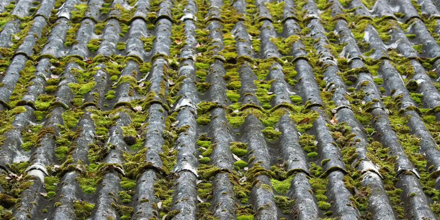 Close-up view of green moss growing in the gaps between curved roof tiles on a residential roof.