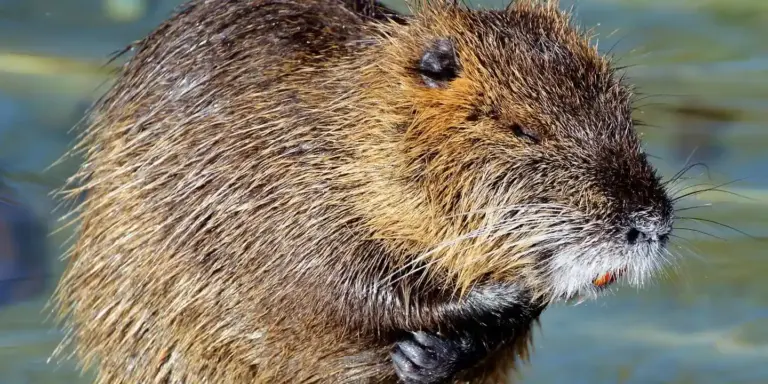 Close-up of a brown roof rat by water, showing its slender body, dark eyes, and long whiskers, used for identifying roof rats.