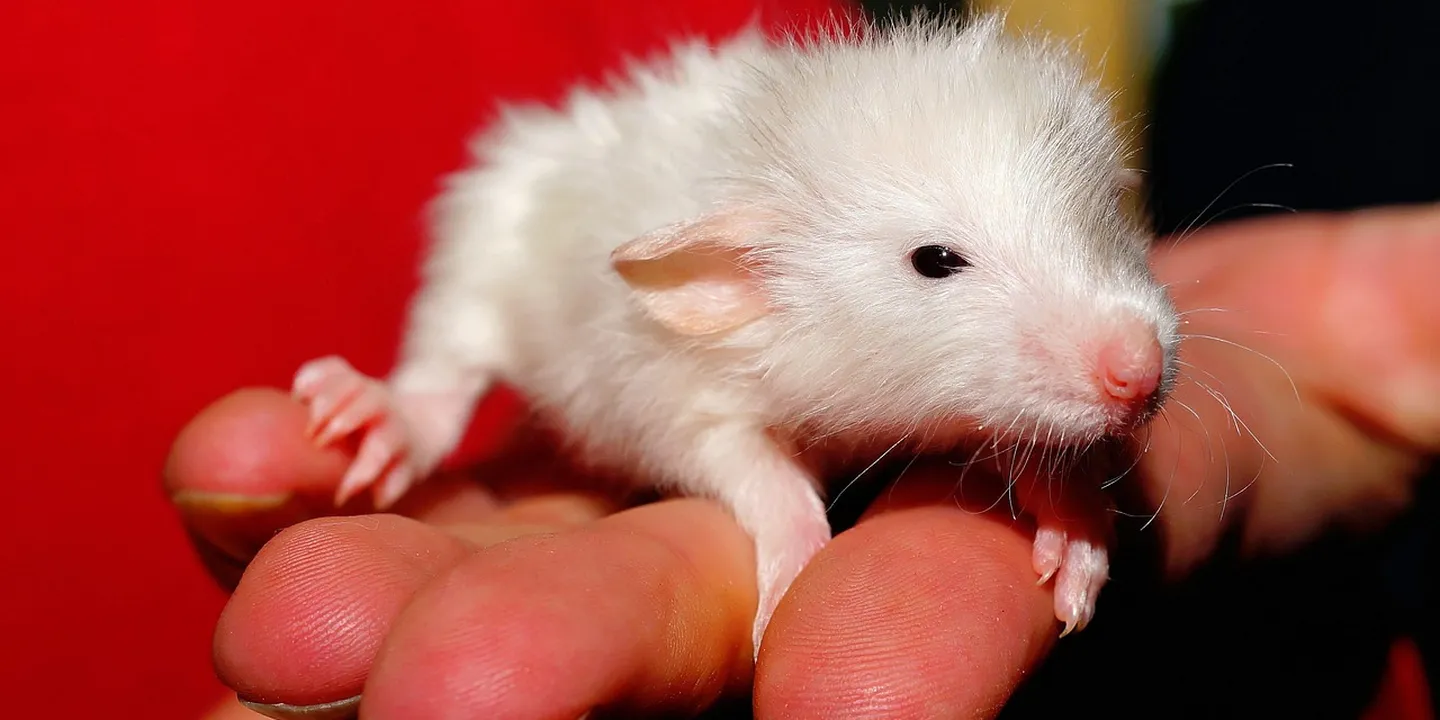 Close-up of a small white baby rat being gently held between two fingers