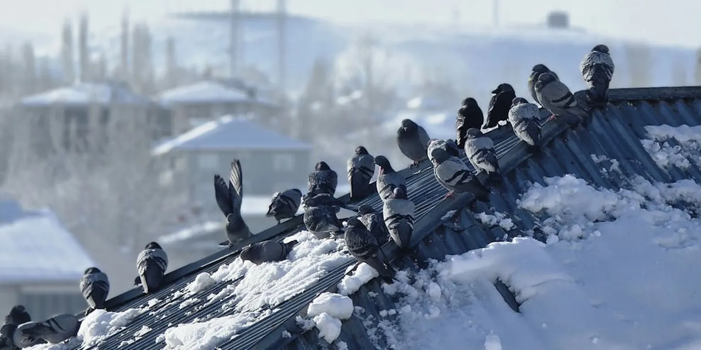 Row of pigeons perched on a snow-covered metal roof