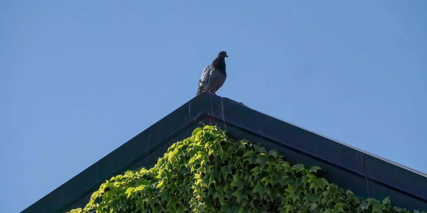 A pigeon perched on the peak of a residential roof with ivy growing along the edge under a clear blue sky