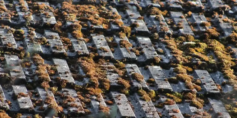 Close-up view of a roof with dark, weathered shingles partly covered in orange and green moss.