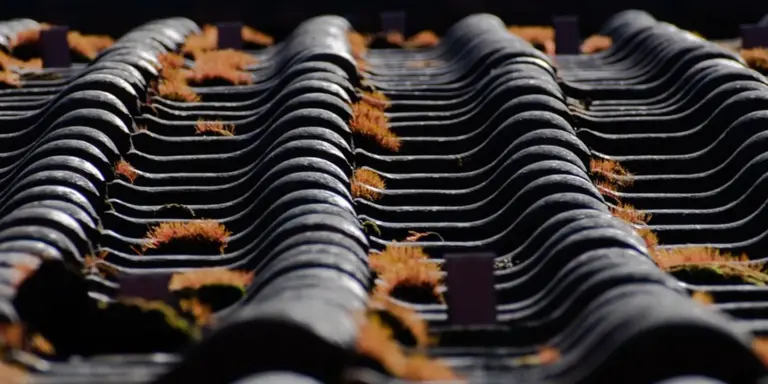 Close-up of roof tiles with patches of moss growing between the tiles