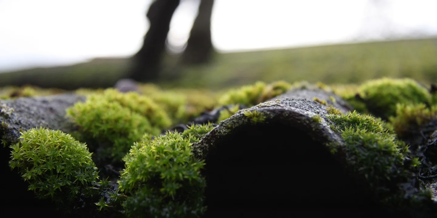 Close-up view of vibrant green moss growing on dark roof shingles with a blurred background