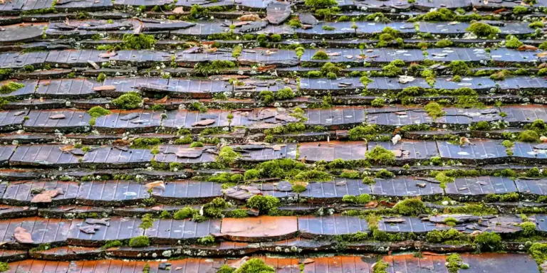 Mossy roof shingles on a residential roof, highlighting the need to prepare a clean, dry deck before applying roofing felt underlayment.