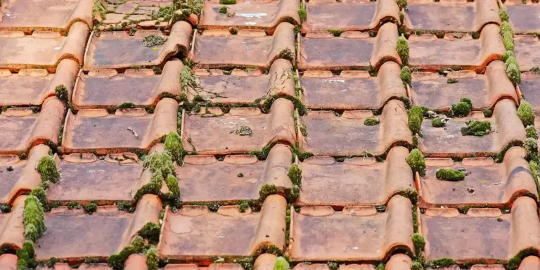 Close-up of weathered clay roof tiles with green moss growing between them.