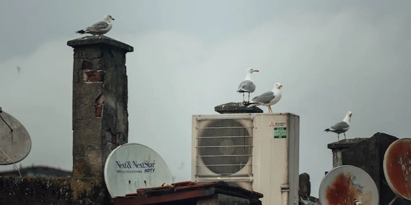 Pigeons perched on a residential roof near an air conditioning unit and satellite dishes.