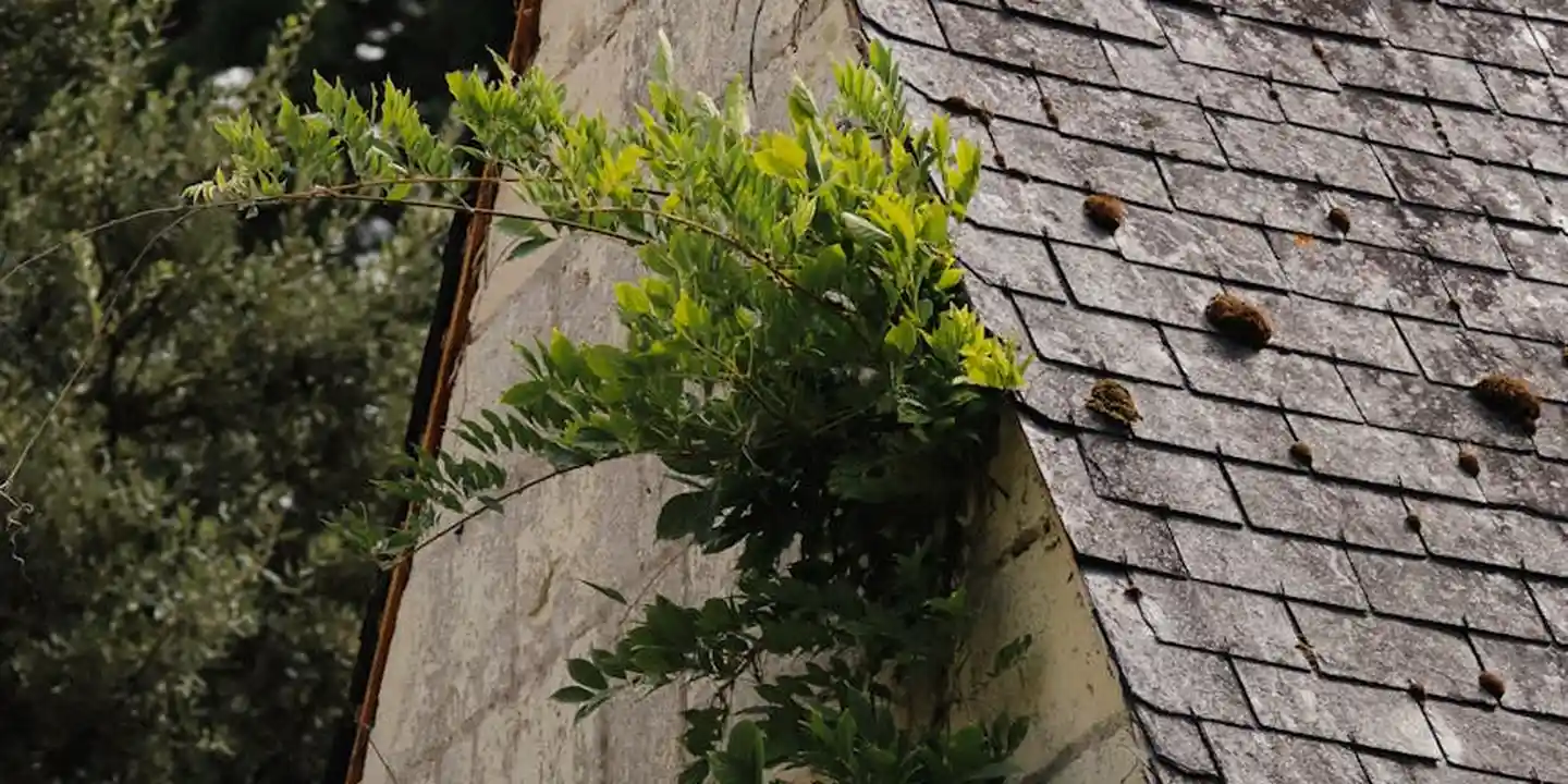 Slate roof with moss and a small plant growing along the edge, illustrating maintenance decisions for repair or replacement.