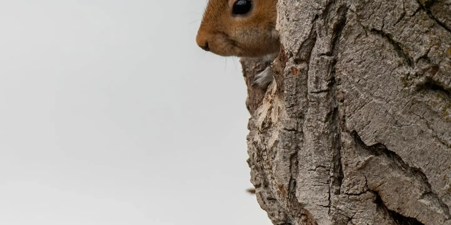 A squirrel peeking from behind rough tree bark.