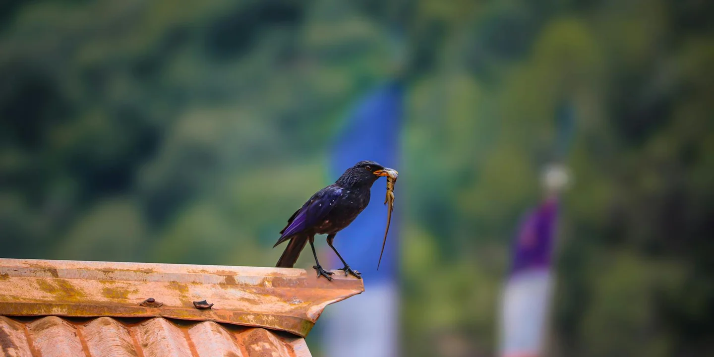 Crow perched on the edge of a wooden roof beam with a blurred natural background