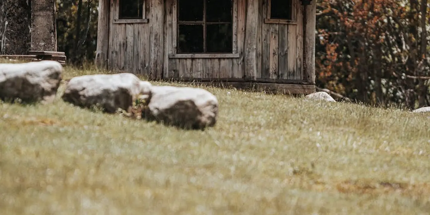 Weathered wooden outbuilding in a sunlit grassy yard with scattered rocks in the foreground.