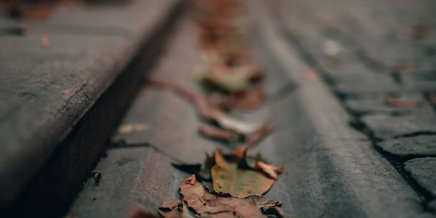 Close-up of a concrete curb with scattered autumn leaves along the edge.
